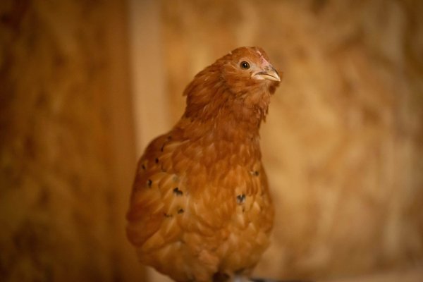 Quelles fleurs choisir pour maintenir de la couleur dans votre jardin tout au long de l'année ?