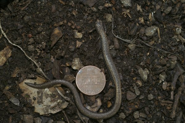 Quelle est la meilleure marque entre HP et Lenovo ?