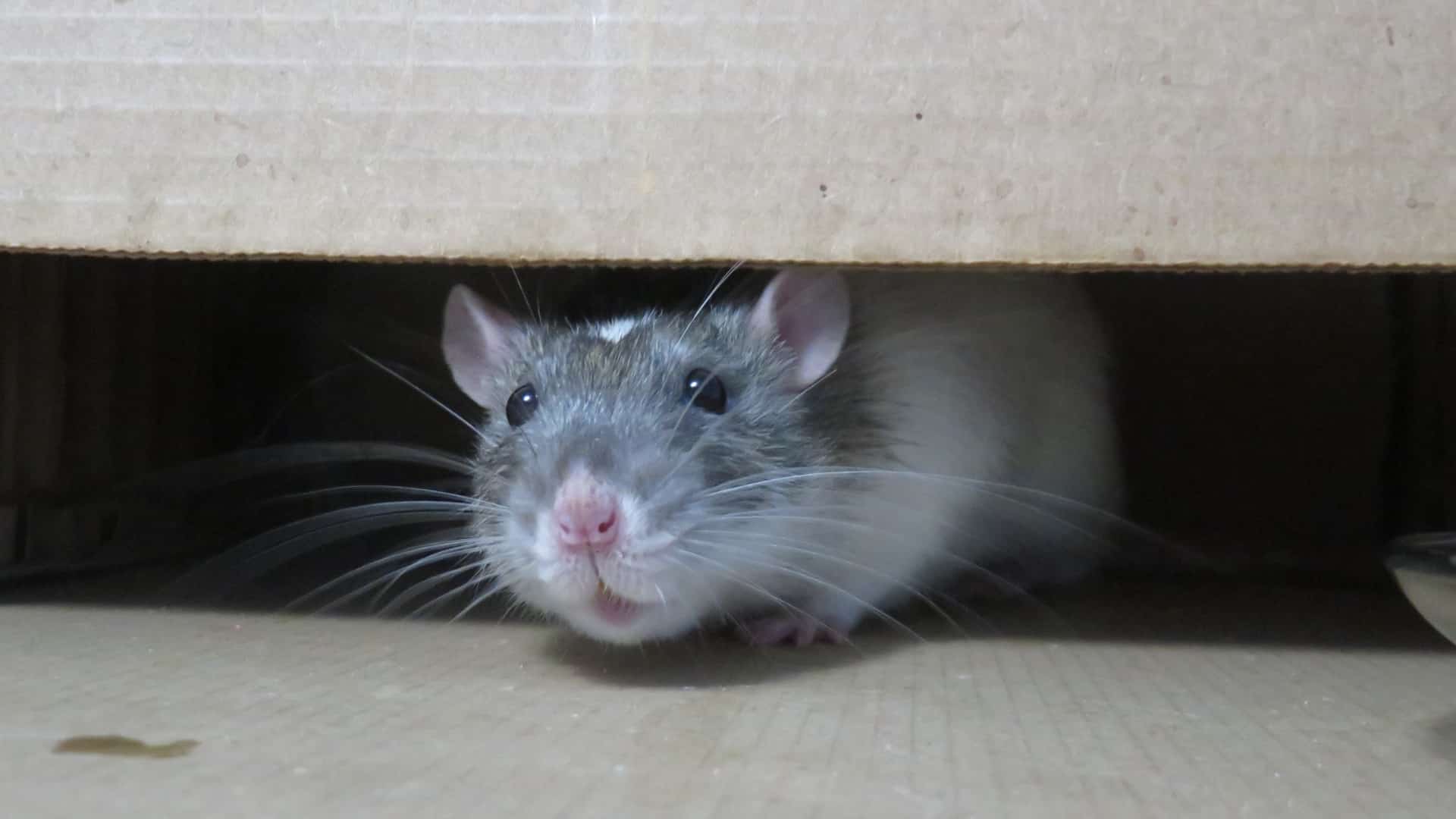 Trouver des solutions efficaces pour éliminer les rats à La Seyne-sur-Mer